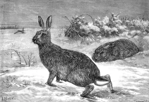 George Bouverie Goddard Prints: The months: February, 1871. Creator: Horace Harral