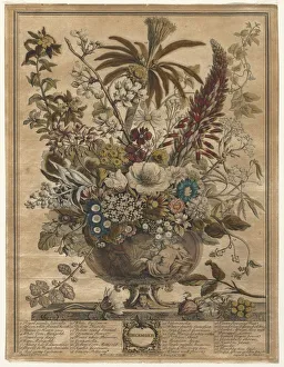 Henry Fletcher Prints: Twelve Months of Flowers: December, 1730