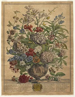 Twelve Months of Flowers: July, 1730. Creator: Henry Fletcher (British, active 1715-38)