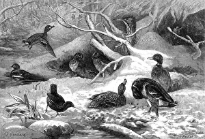 Wading Bird Prints: The months: January, 1871. Creator: Horace Harral