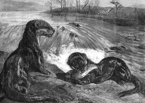Wading Bird Prints: The months: March, 1871. Creator: Horace Harral