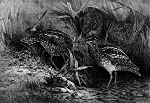 Wading Bird Prints: The Months: November, 1871. Creator: Horace Harral