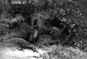 Pheasant Prints: The Months: October, 1871. Creator: Horace Harral