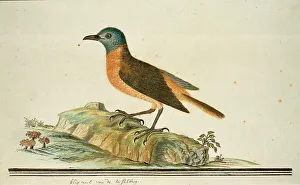 Teal Prints: Monticola rupestris (Cape rock thrush), 1777-1786. Creator: Robert Jacob Gordon