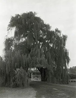 Willow Prints: Montpelier, Marion du Pont Scott house