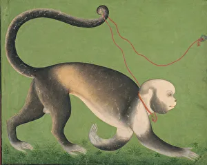 Captivity Gallery: A Monumental Portrait of a Monkey, c. 1705-1710. Creator: Unknown