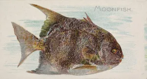 Lindner Eddy Claus Prints: Moonfish, from the Fish from American Waters series (N8) for Allen &amp