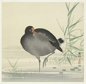 Koson 1877 1945 Prints: Moorhen. Creator: Ohara, Koson (1877-1945)
