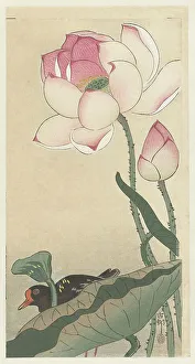 Landscapeanimals And Birds Prints: Moorhen with Lotus Flowers, Between 1910 and 1920. Creator: Ohara, Koson (1877-1945)