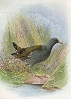 Arthur Landsborough Prints: Moorhen or Waterhen - Gallin ula chlor opus, c1910, (1910). Artist: George James Rankin