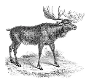 Moose Deer, 19th century