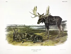 Young Prints: Moose Deer, Cervus Alces, 1845