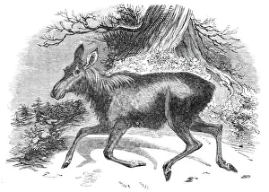 Cervus Alces Prints: Moose deer, at the Surrey Zoological Gardens, 1844. Creator: Unknown