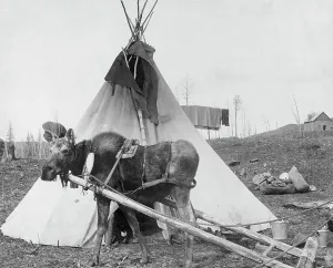 Alaska Prints: Moose harnessed for work beside tepee [i.e. tipi], 1916(?). Creator: C. W. Mathers