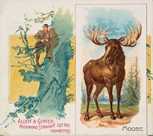 Cervus Alces Prints: Moose, from Quadrupeds series (N41) for Allen & Ginter Cigarettes, 1890