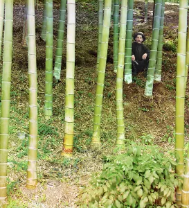 Building Materials Prints: Moozo bamboo, Chakva, between 1905 and 1915. Creator: Sergey Mikhaylovich Prokudin-Gorsky