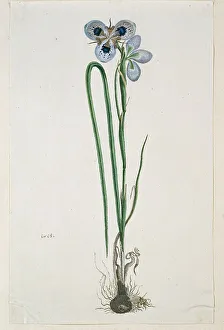 Moraea aristata (D. Delaroche) Aschers & Graebn. (Blue-eyed uintjie), 1777-1786. Creator: Robert Jacob Gordon. Moraea aristata (D. Delaroche) Aschers & Graebn. (Blue-eyed uintjie), 1777-1786. Creator: Robert Jacob Gordon