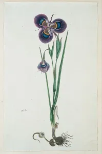 Perennial Prints: Moraea villosa Ker-Gawl. (Cape tulip), 1777-1786. Creator: Robert Jacob Gordon