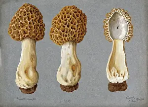 Edible Prints: A morel (Morchella species): three fruiting bodies, one sectioned, 1896. Creator: R Baker
