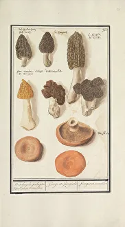 Mushrooms Prints: Morels (Morchella), 1596-1610. Creators: Anselmus de Boodt, Elias Verhulst