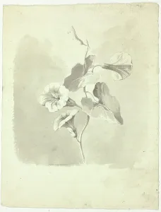 Morning Glories, n.d. Creator: Pierre Antoine Mongin