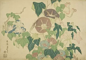 Images Dated 7th February 2022: Morning Glories and Tree-frog, from an untitled series of Large Flowers, Japan, c