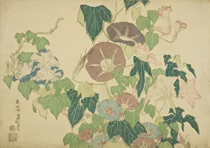Convolvulus Arvensis Prints: Morning Glories and Tree-frog, from an untitled series of Large Flowers, Japan, c