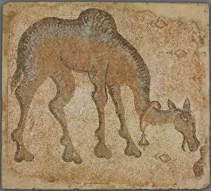 Camels Collection: Mosaic Fragment with Grazing Camel, 5th century. Creator: Unknown
