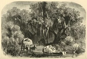 Mississippi United States Of America Gallery: The Moss-Gatherers, 1872. Creator: Alfred Waud