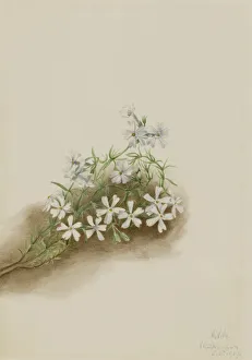 Moss Pink (Phlox subulate), 1919. Creator: Mary Vaux Walcott Moss Pink (Phlox subulate), 1919. Creator: Mary Vaux Walcott