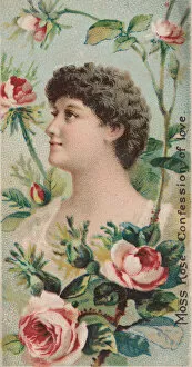 American Tobacco Company Collection: Moss Rose: Confession of Love, from the series Floral Beauties and Language of Flowers