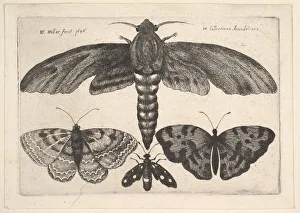 Wenceslaus And Xa0 Prints: Moth and three butterflies, 1646. Creator: Wenceslaus Hollar