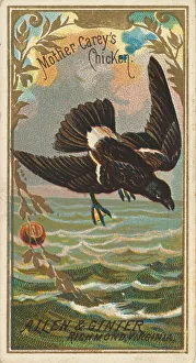 Mother Careys Chicken, from the Birds of America series (N4) for Allen &