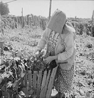 Height Gallery: Mother of family now migrants of Pacific coast, picking hops, Polk County, Oregon, 1939