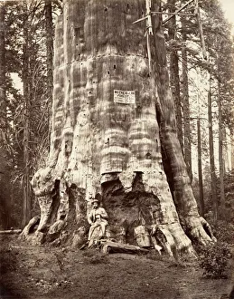 Sentinel Rock Prints: Mother of the Forest, 1865-66, printed ca. 1876. Creator: Carleton Emmons Watkins