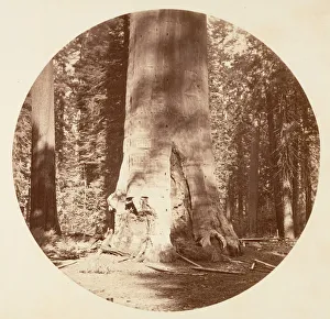 Sequoiadendron Giganteum Prints: The Mother of the Forest - Calaveras Grove, ca. 1878. Creator: Carleton Emmons Watkins