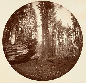 Carleton Emmons Collection: The Mother of the Forest From the Father of the Forest - Calavaras Grove, ca. 1878