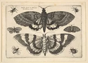 Wenceslaus And Xa0 Collection: Two moths and six Insects, 1645. Creator: Wenceslaus Hollar