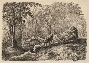 Johann Georg Von Dillis Gallery: Mouldering Tree Trunk, 1794. Creator: Johann Georg von Dillis