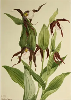 Mountain Lady's Slipper (Cypripedium montanum), 1923. Creator: Mary Vaux Walcott Mountain Lady's Slipper (Cypripedium montanum), 1923. Creator: Mary Vaux Walcott