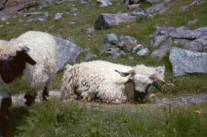 Mountain sheep in Switzerland