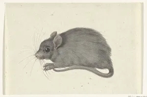 Jean Bernard Prints: Mouse, to the left, 1775-1833. Creator: Jean Bernard