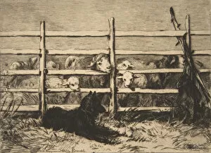 Moutons parqués, 1856. Creator: Felix Bracquemond