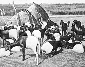 Sahel Prints: Moutons a poil du Sahel; L'Ouest Africain, 1914. Creator: Unknown