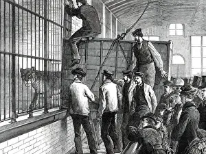 Bars Prints: Moving the lions at the Zoological Society's Gardens, 1876. Creator: Unknown
