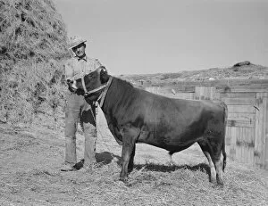 Mr. Botner with bull which he owns co-operatively... Nyssa Heights, Malheur County, Oregon, 1939