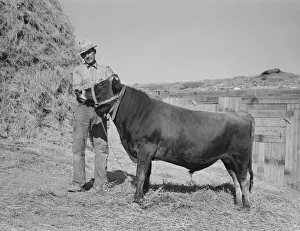 Mr. Botner with bull which he owns co-operatively... Nyssa Heights, Malheur County, Oregon, 1939 Mr. Botner with bull which he owns co-operatively... Nyssa Heights, Malheur County, Oregon, 1939