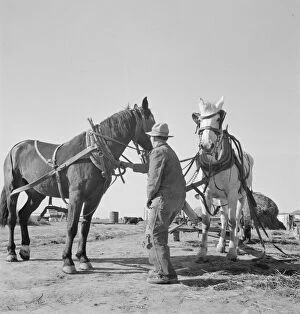 Carthorse Collection: Mr. Browning prepares to go into the field to mow his hay, Dead Ox Flat, Oregon, 1939