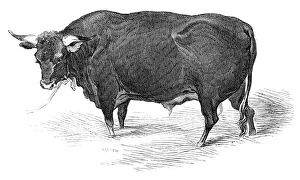 Mr. G. Turners Devon bull, 1844. Creator: Unknown