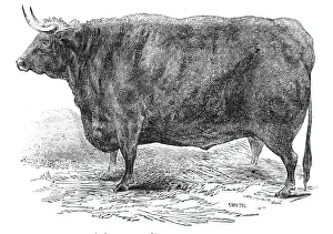Cattle Show Prints: Mr Hudsons 3 years and 10 months old Hereford ox - prize £15, 1844. Creator: Smyth